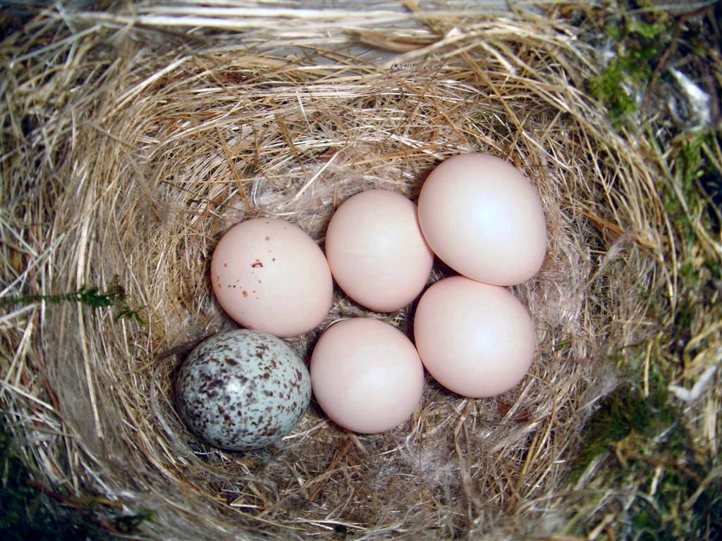File:Eastern Phoebe-nest-Brown-headed-Cowbird-egg.jpg by Galawebdesign is licensed under CC BY 3.0